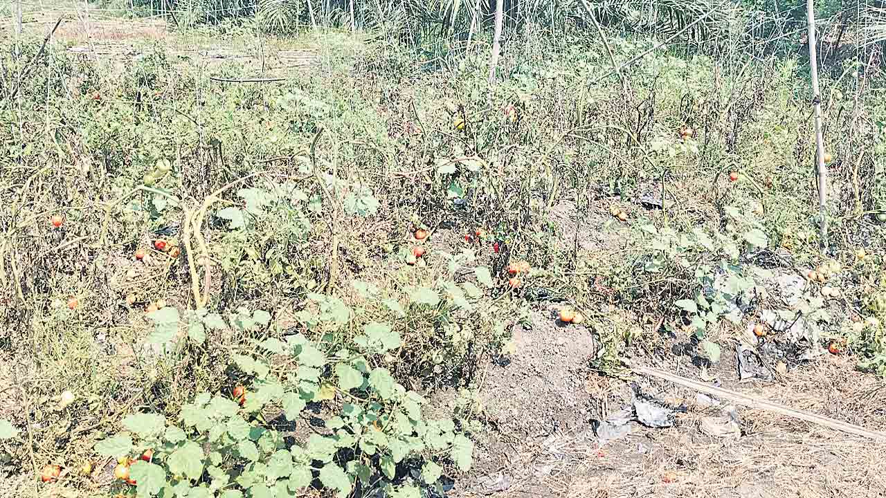 టమాట ధర ఢమాల్‌.. ఆందోళనలో అన్నదాతలు