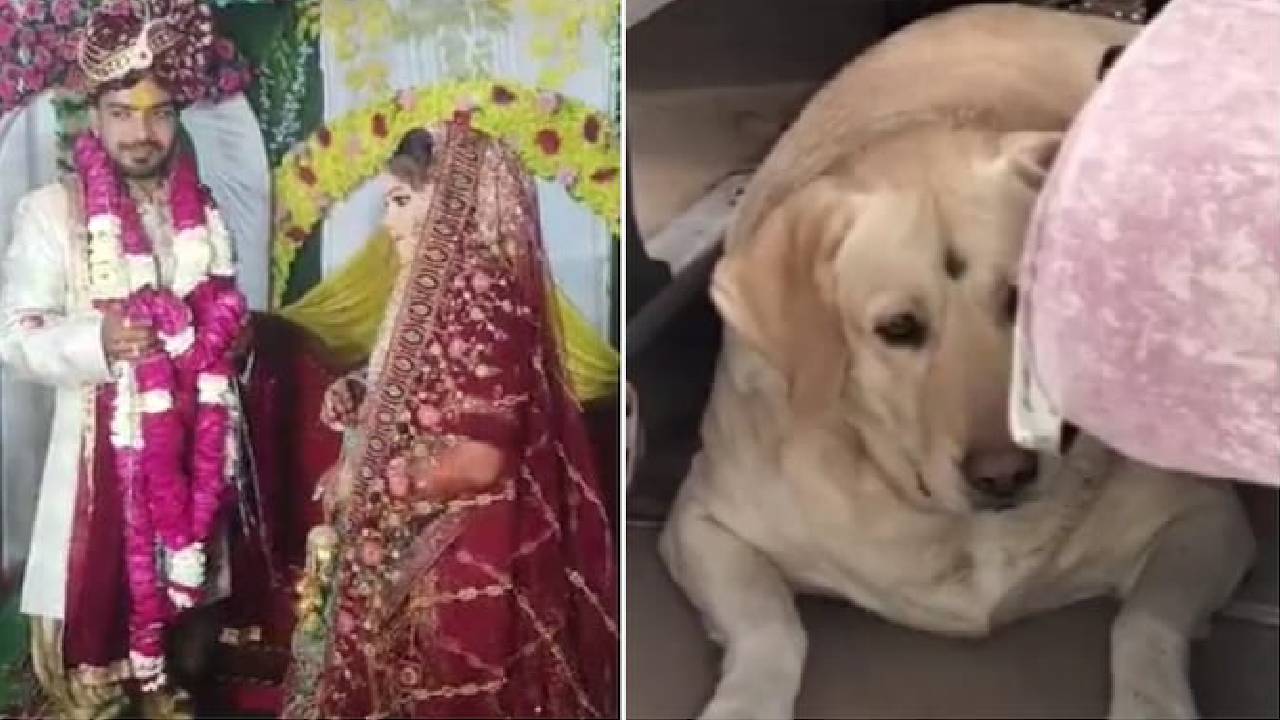 Uttar Pradesh | పెళ్లిలో అరిచిన వధువు పెంపుడు కుక్క.. గొడవ జరిగి ఆగిపోయిన లవ్ మ్యారేజ్
