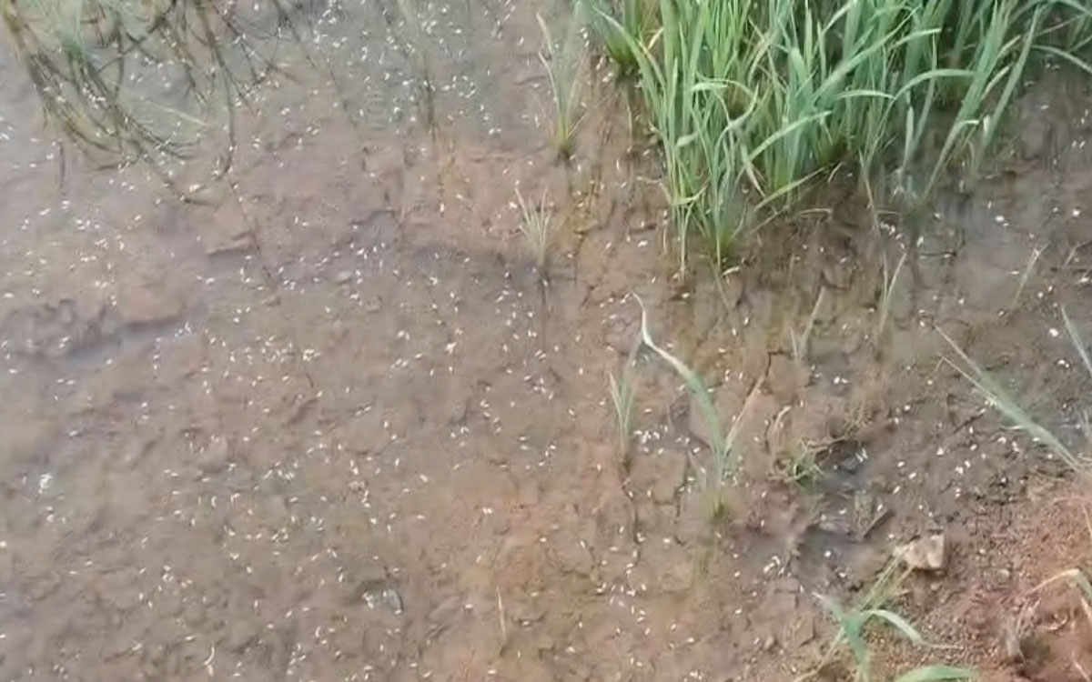 వ‌రికి యూరియా దొర‌క‌క బీరు కలిపి నూకలు చల్లిన రైతు