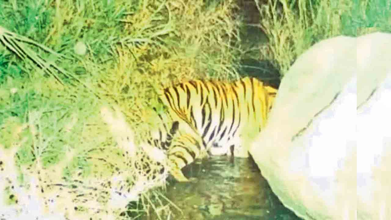 టైగర్‌..రిటర్న్‌ !