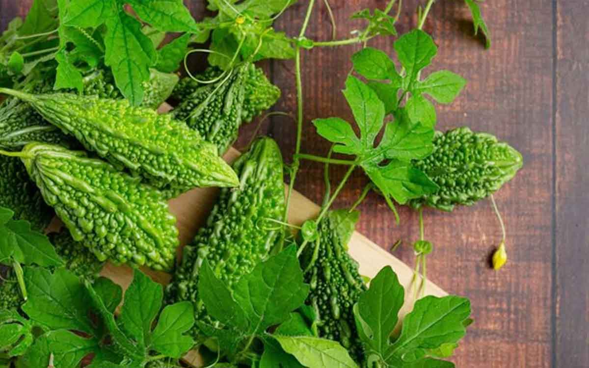 Bitter Gourd Leaves | కాక‌ర ఆకుల‌తోనూ అనేక లాభాలు.. త‌ర‌చూ తీసుకోవ‌డం మ‌రిచిపోవ‌ద్దు..