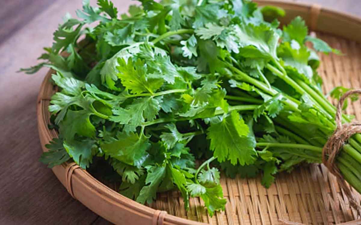 Coriander Leaves | వంటల్లో వేసే కొత్తిమీర‌న ప‌క్క‌న ప‌డేయ‌కండి.. దీంతో క‌లిగే లాభాలు ఇవే..!