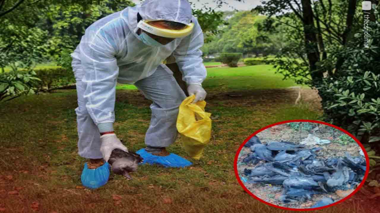 Bird flu in Bihar | 150కు పైగా కాకులు మృతి.. బర్డ్ ఫ్లూ నిర్ధారణ, హెచ్చరిక జారీ