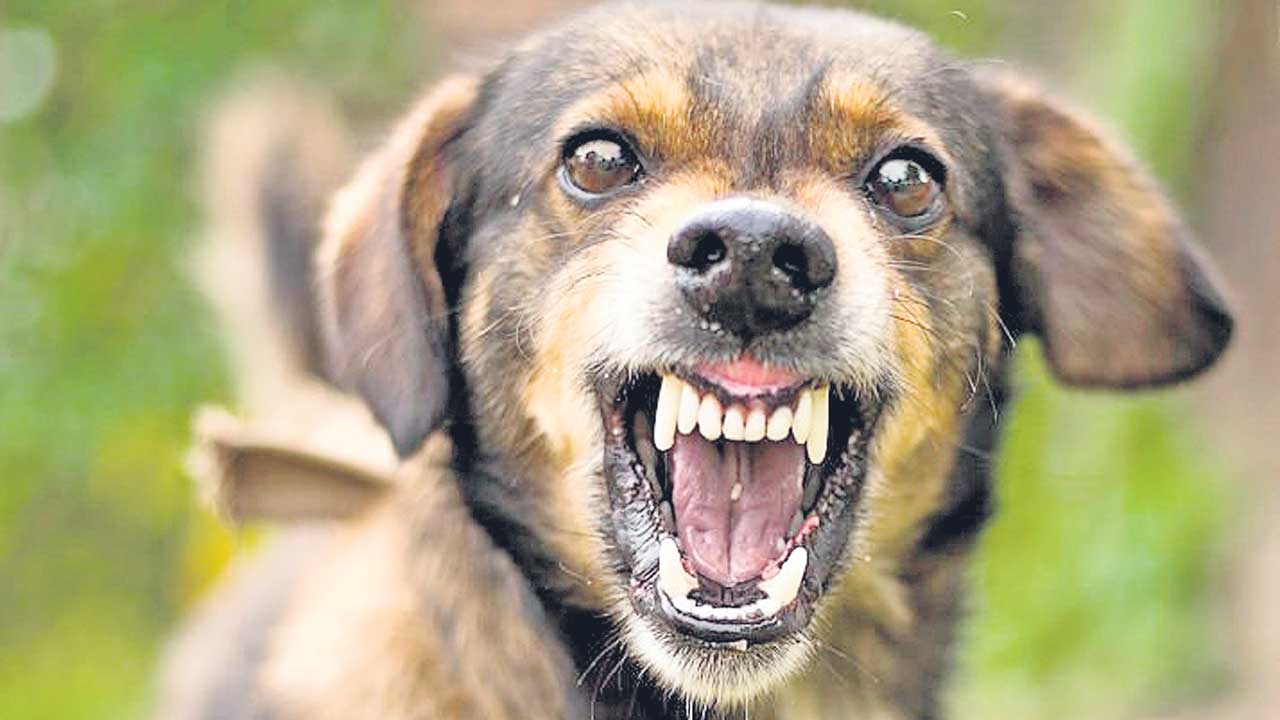 వీధి కుక్క దాడి.. బాలికకు గాయాలు