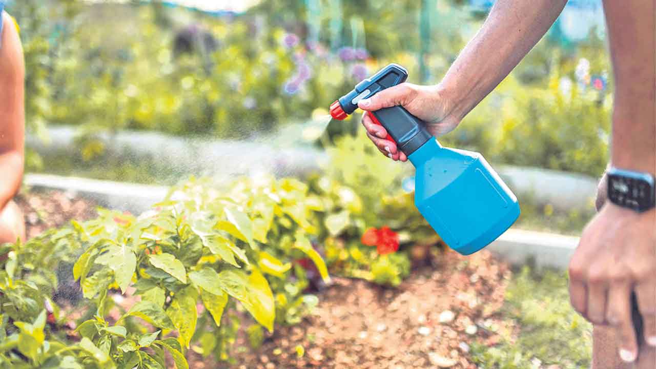 సబ్బు నీళ్లతో చెక్‌