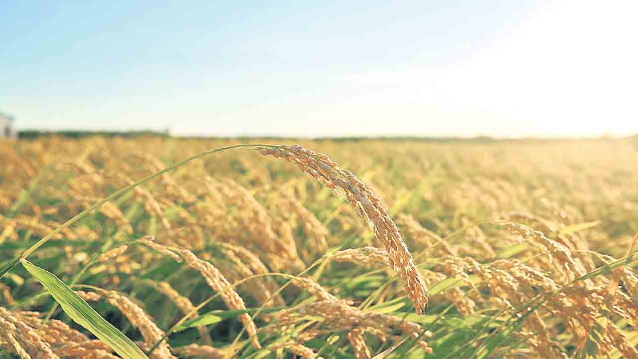 ధాన్యం బోనస్‌పై కేంద్రం కత్తి