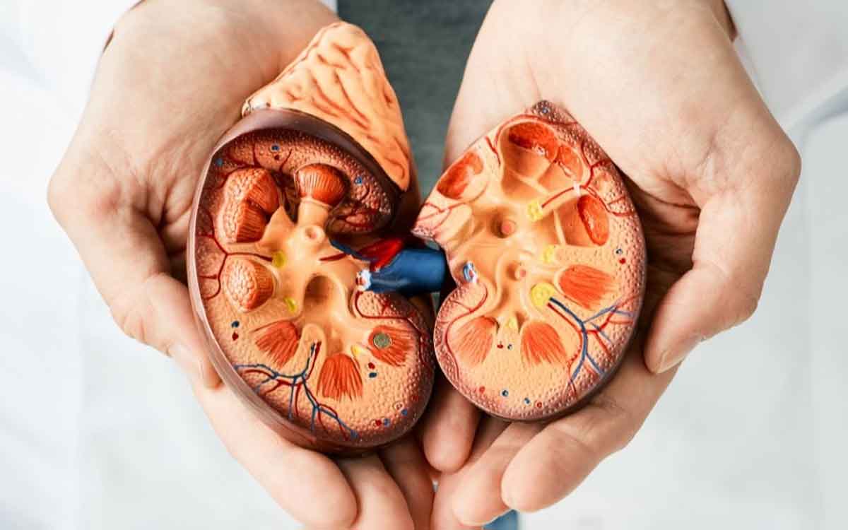 Kidneys Health | మీ కిడ్నీలు ఆరోగ్యంగా ఉండాలంటే త‌ర‌చూ ఈ ఆహారాల‌ను తీసుకోవాల్సిందే..!