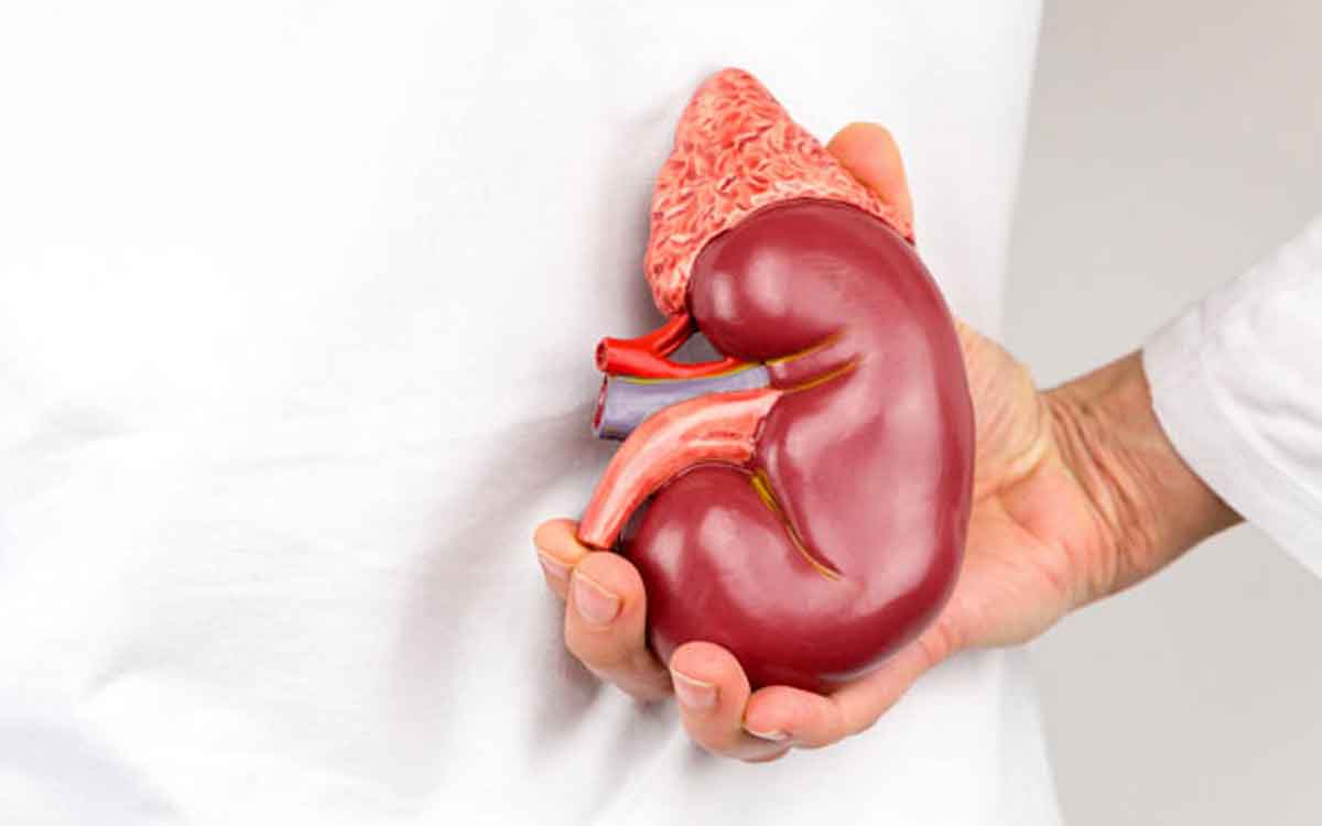 Kidney Disease Symptoms | ఈ ల‌క్ష‌ణాలు క‌నిపిస్తున్నాయా..? అయితే మీకు కిడ్నీ వ్యాధి ఉంద‌ని అర్థం..!