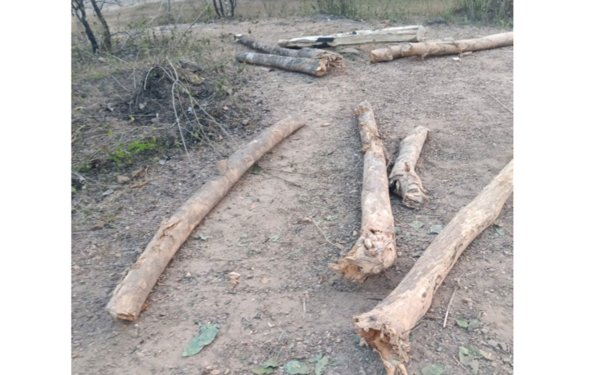 అటవీ సంపద అక్రమార్కుల పాలు..?