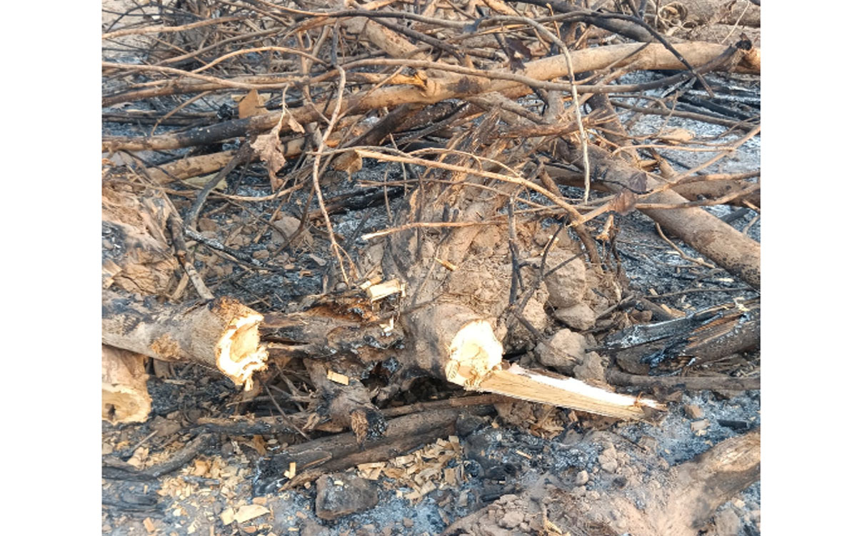 అటవీ సంపద అక్రమార్కుల పాలు..?