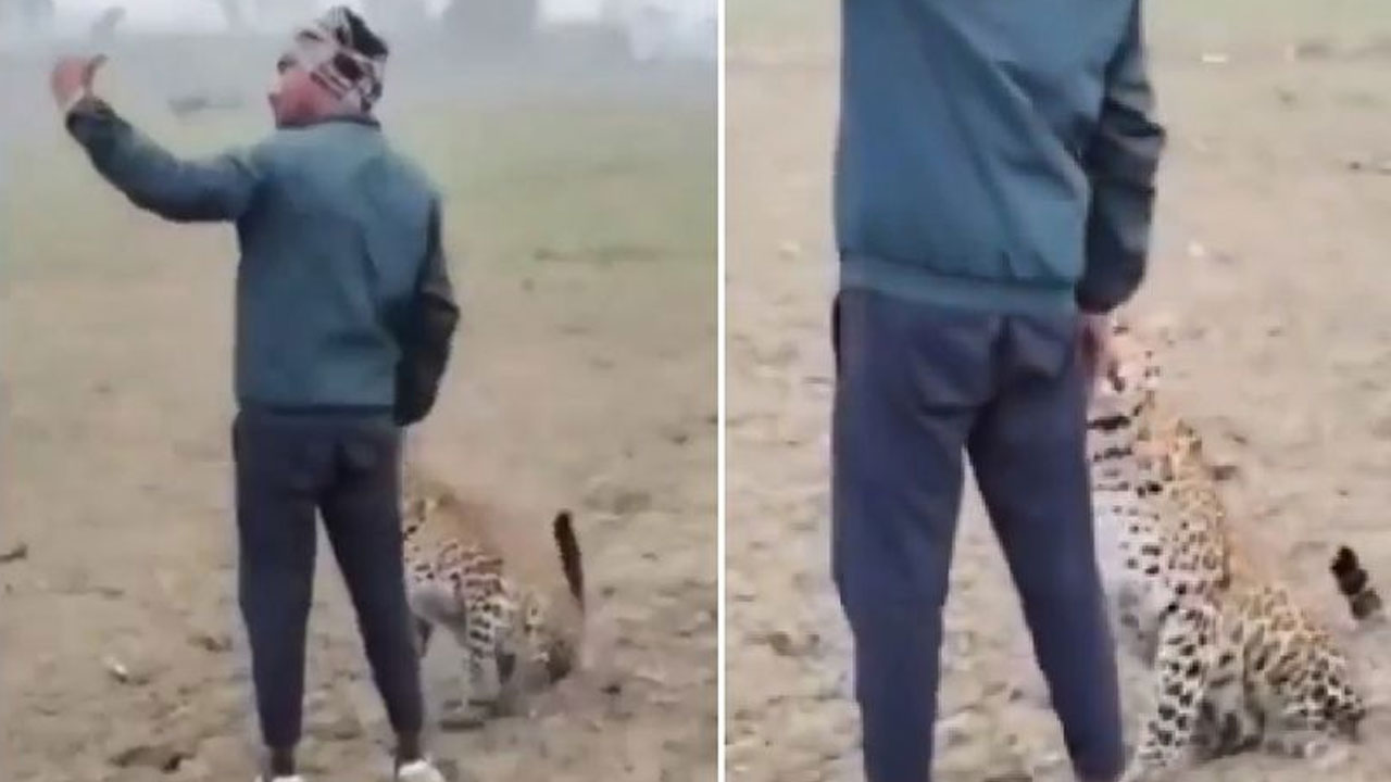 Leopard: పొలంలోకి వ‌చ్చిన చిరుత‌.. దానితో సెల్ఫీ దిగిన రైతు.. వీడియో వైర‌ల్