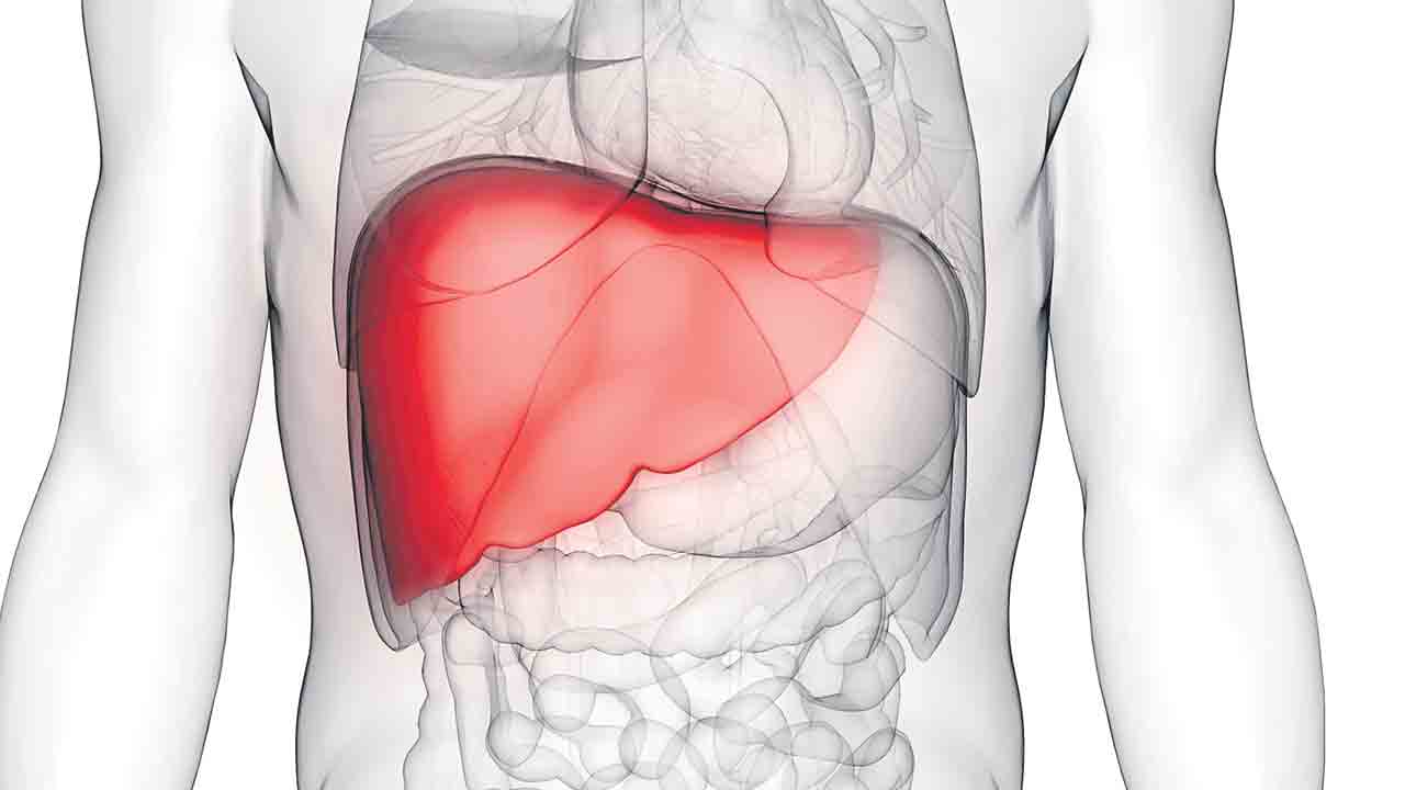 Liver