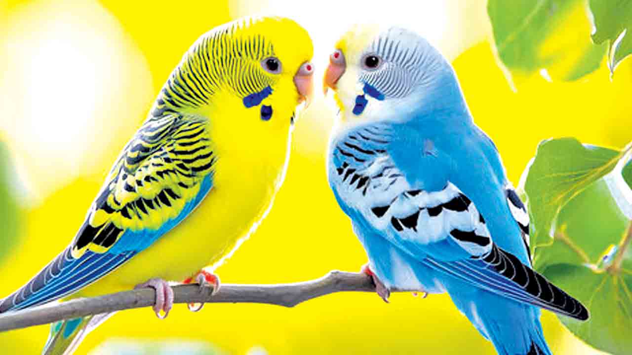 అసలైన ప్రేమ పక్షులు!