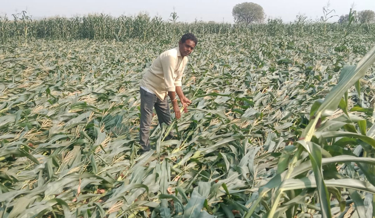 Pothangal | పోతంగల్‌లో గాలి బీభత్సం.. నేలకొరిగిన మొక్కజొన్న