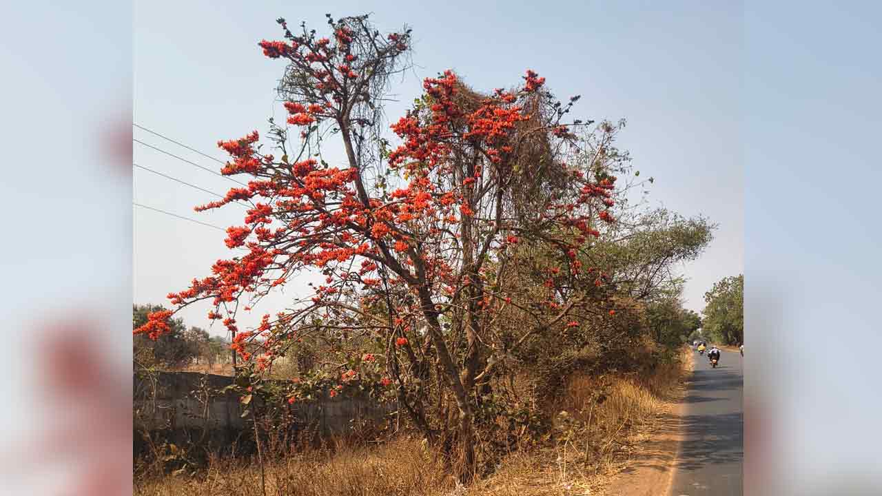 Modugapoolu | మోదుగు పువ్వులు విరబూస్తూ.. బాటసారులకు కనువిందు చేస్తూ