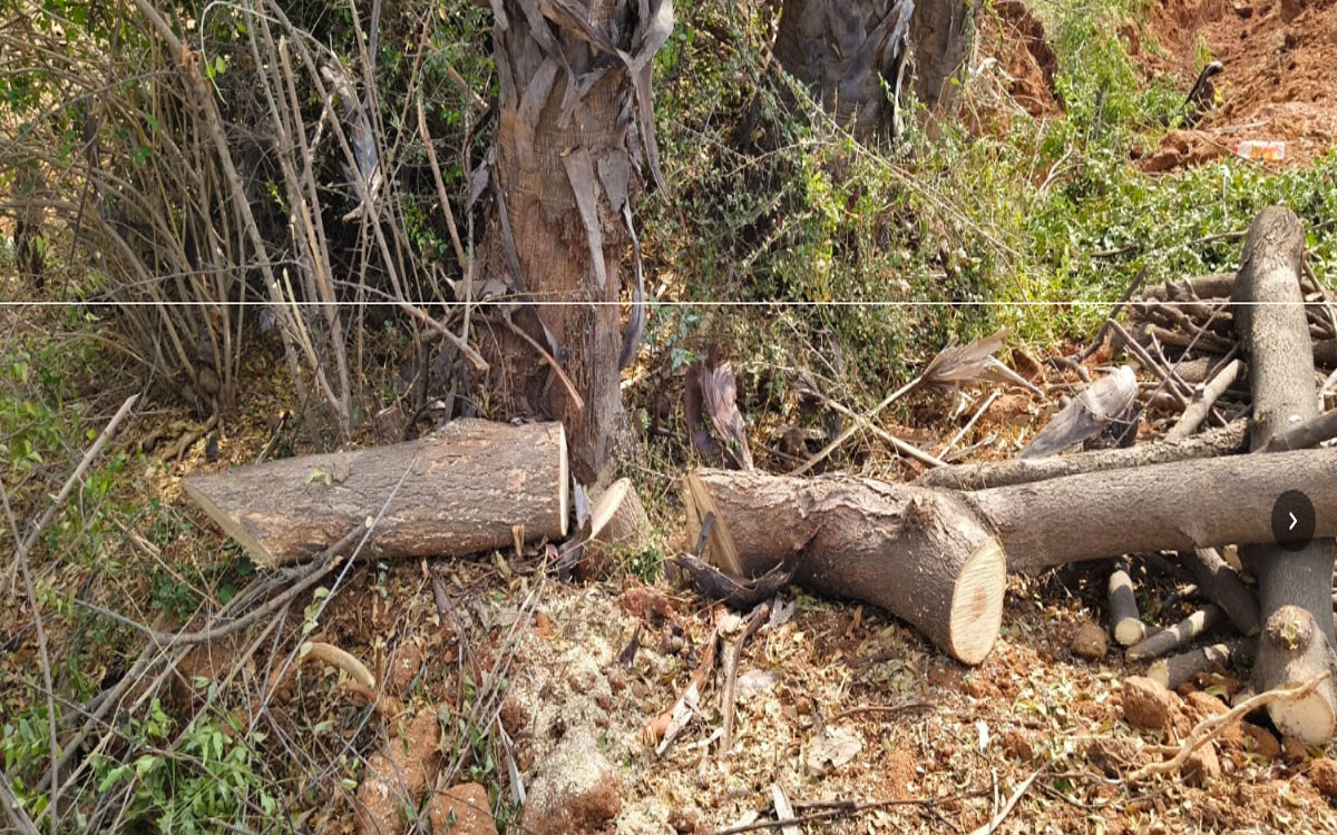 Cutting down trees : లక్షల వృక్ష సంపద బొగ్గు పాలు !