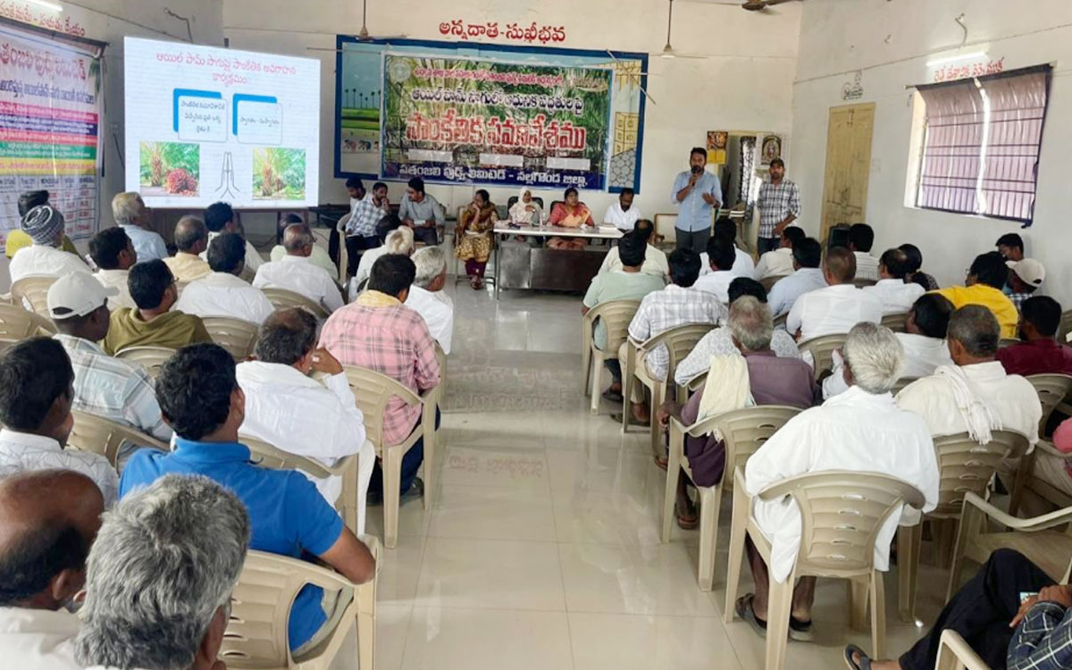 ‘వరి రైతుల చూపు ఇక ఆయిల్‌పామ్ సాగు వైపు’
