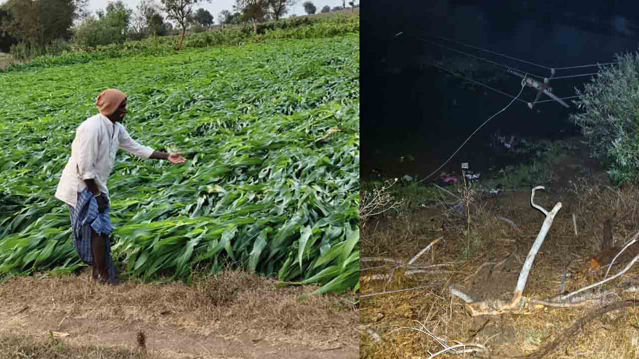 Crop loss | అకాల వర్షంతో రైతన్నకు అపార నష్టం.. ఆదుకునేది ఎవరు..?