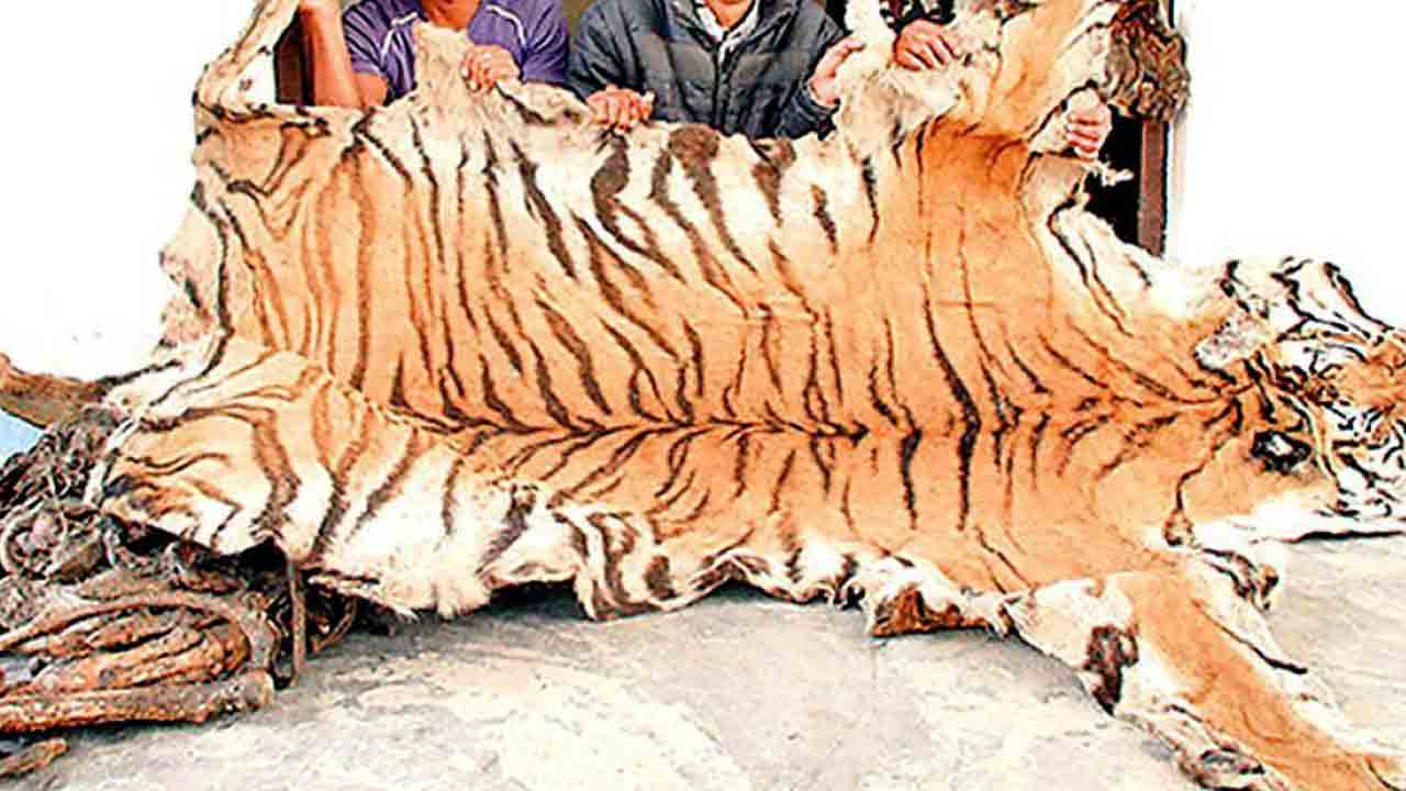 వన్యప్రాణి అవయవాలు విక్రయం.. ఇరువురు నిందితులు అరెస్టు