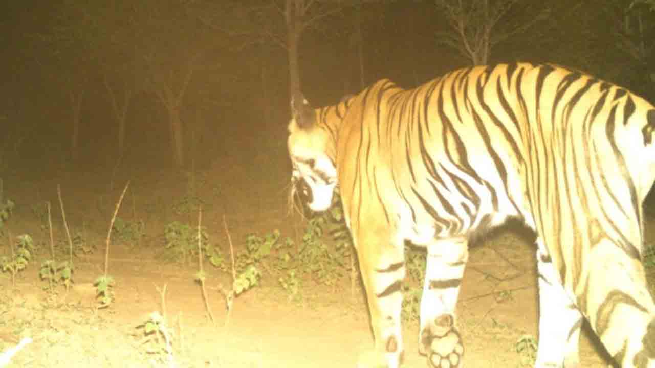 దూడను చంపిన పెద్దపులి