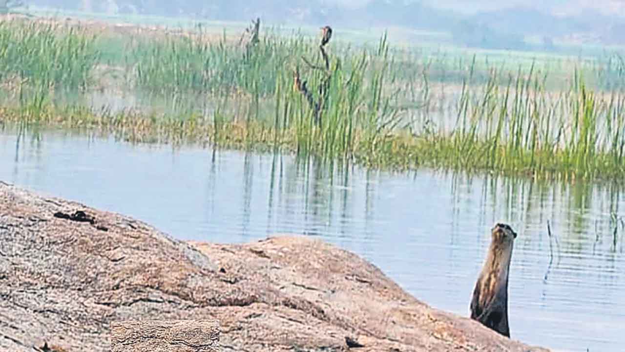 కాళేశ్వరం జలాల పుణ్యమే నీటి కుక్కల దర్శనం