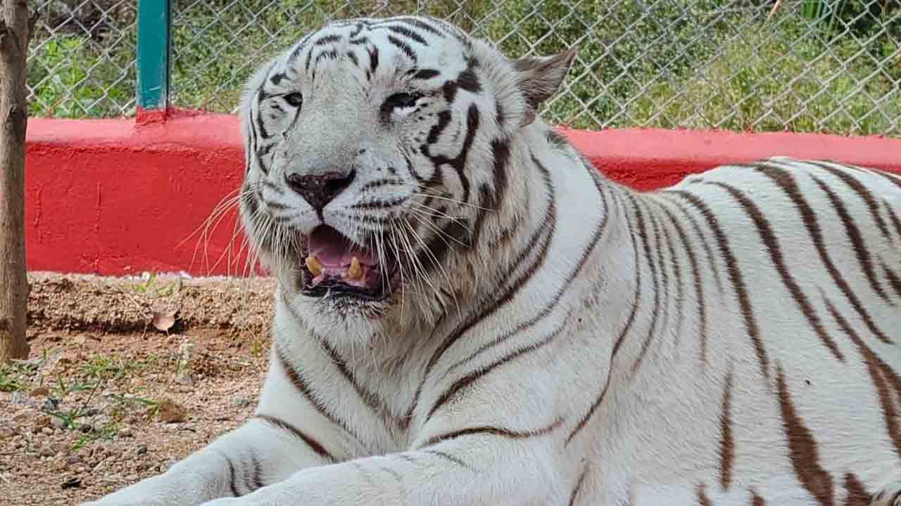 Warangal Zoo Park | వరంగల్ జూ పార్క్‌లో పులి మృతి