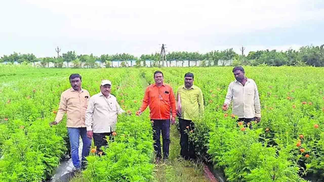 రాష్ట్రంలో తగ్గిన ఉద్యాన పంటల సాగు