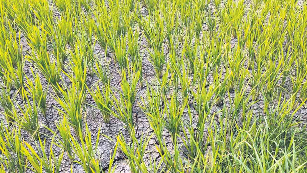 కరెంట్‌ కట్‌కట.. వ్యవసాయానికి విద్యుత్‌ కోతలు షురూ