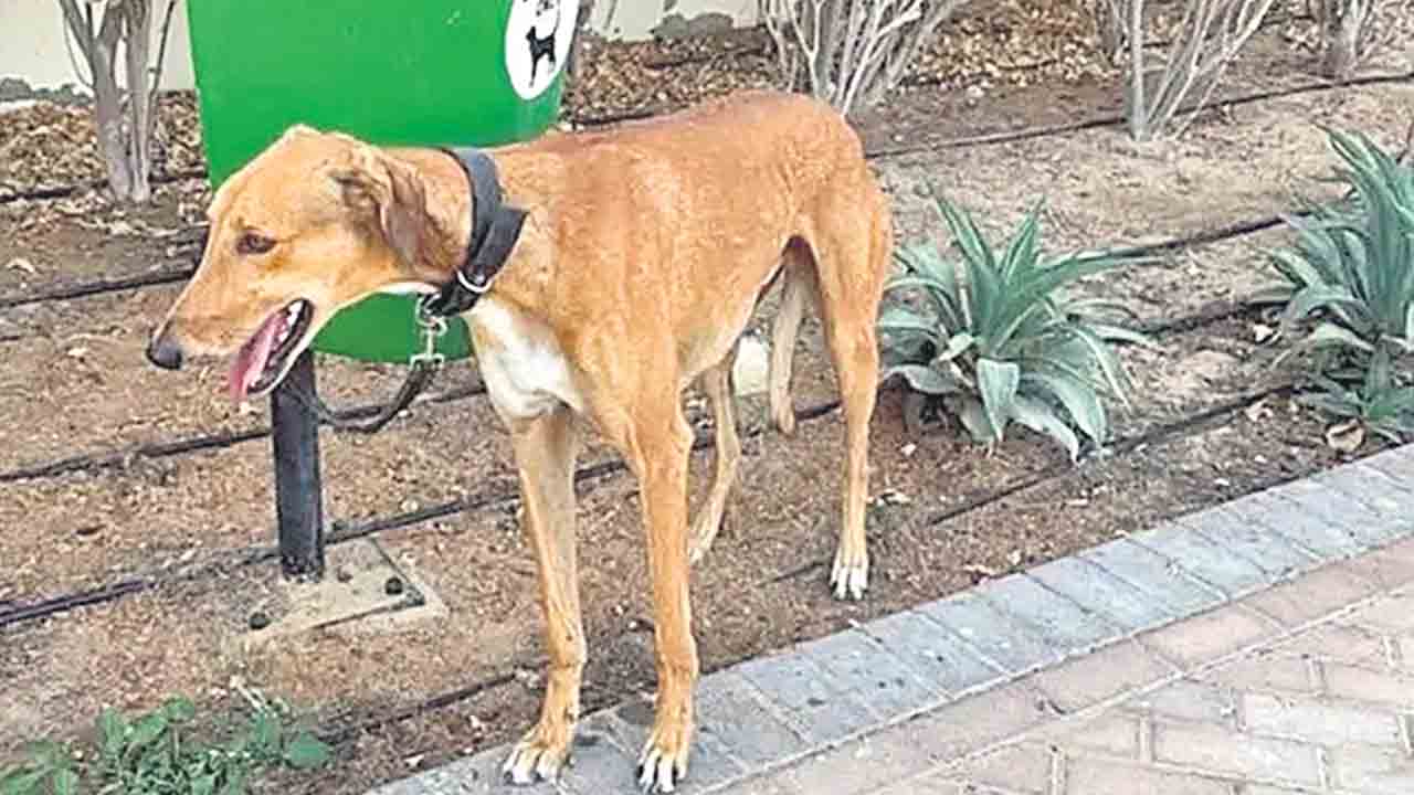 స్తంభాలకు కట్టేసి.. వీధుల్లో వదిలేసి.. దుబాయ్‌లో పెంపుడు జంతువుల ఆర్తనాదాలు