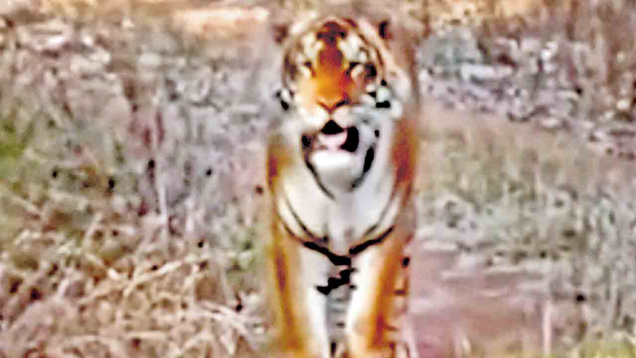 జనారణ్యంలోకి పెద్దపులులు.. అడవుల విస్తీర్ణం తగ్గడమే కారణం