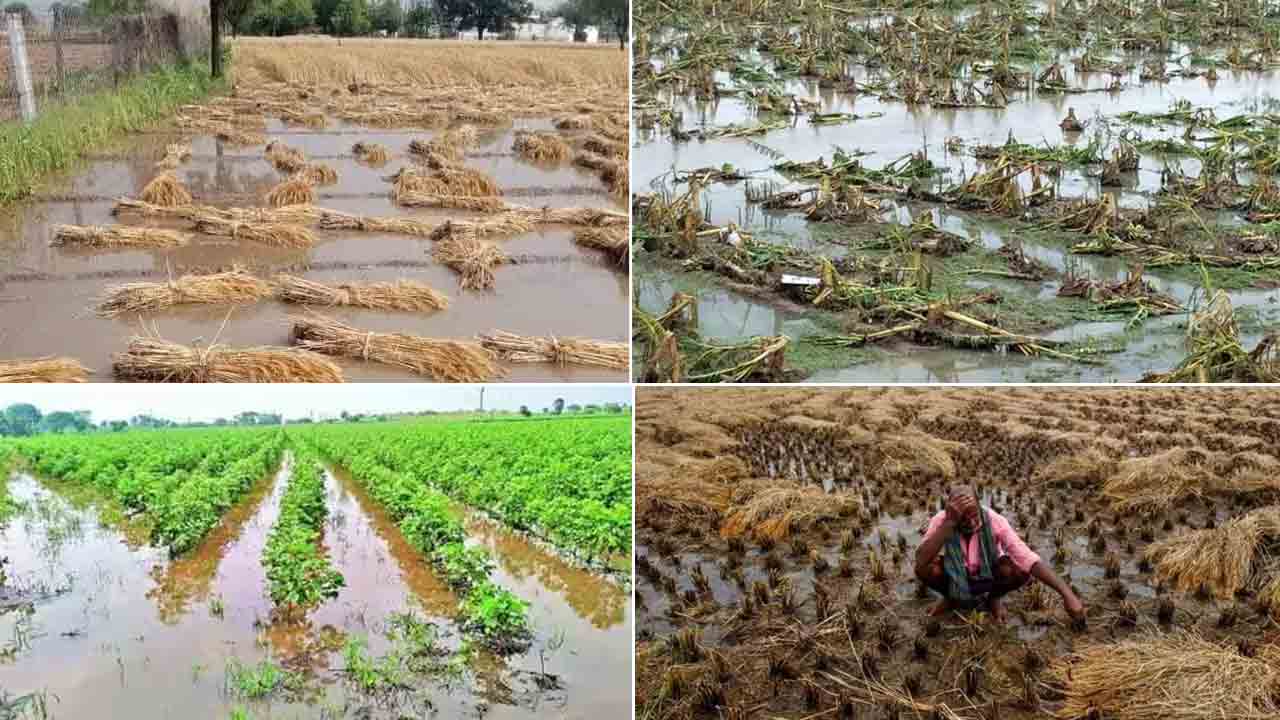 అకాల వర్షాలతో దెబ్బతిన్న పంటలు