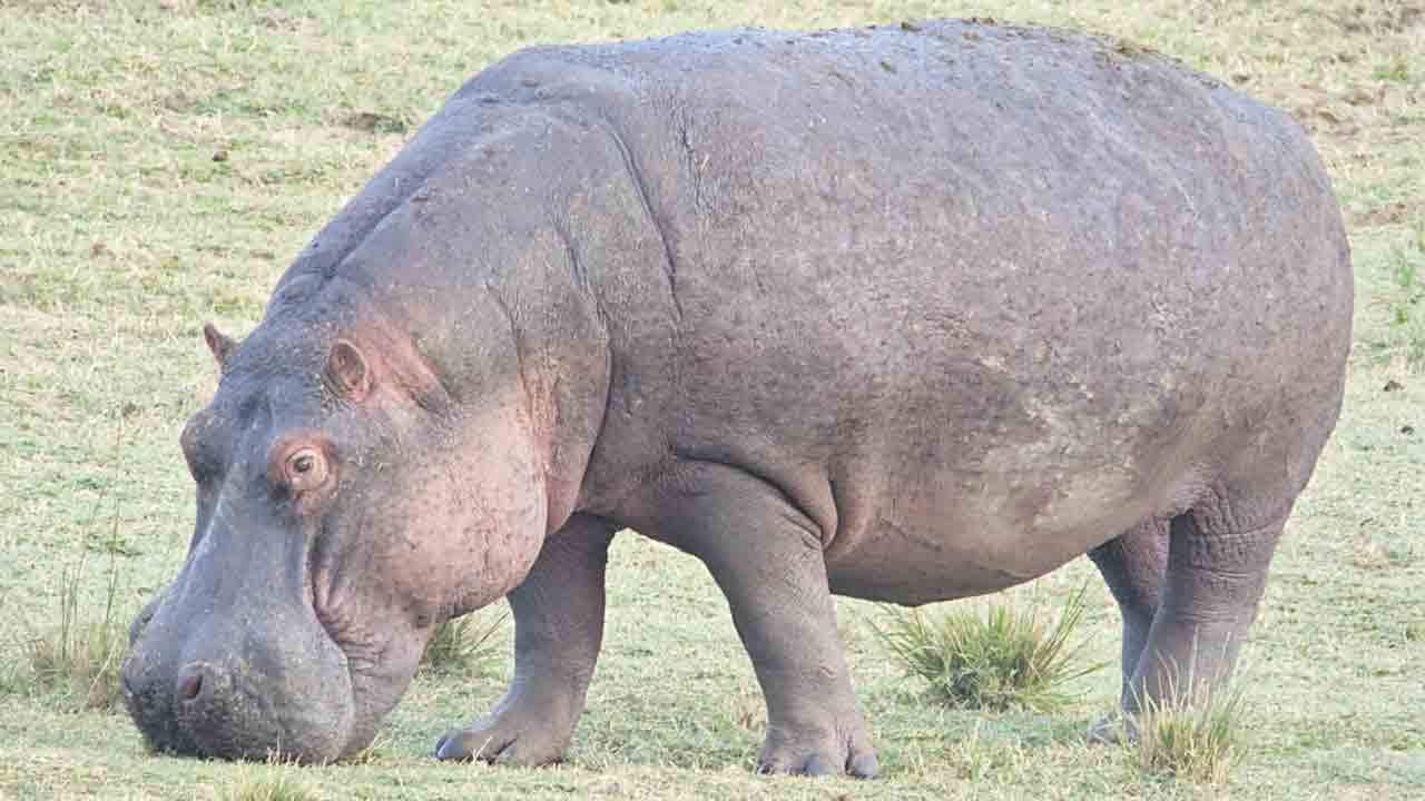 నీటి ఏనుగు దాడిలో పశు వైద్యురాలు మృతి