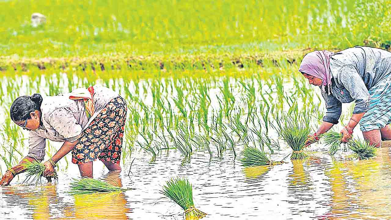 వ్యవసాయరంగానికి కోత.. గత సంవత్సరంతో పోల్చితే ఇప్పుడు భారీగా తగ్గిన నిధులు