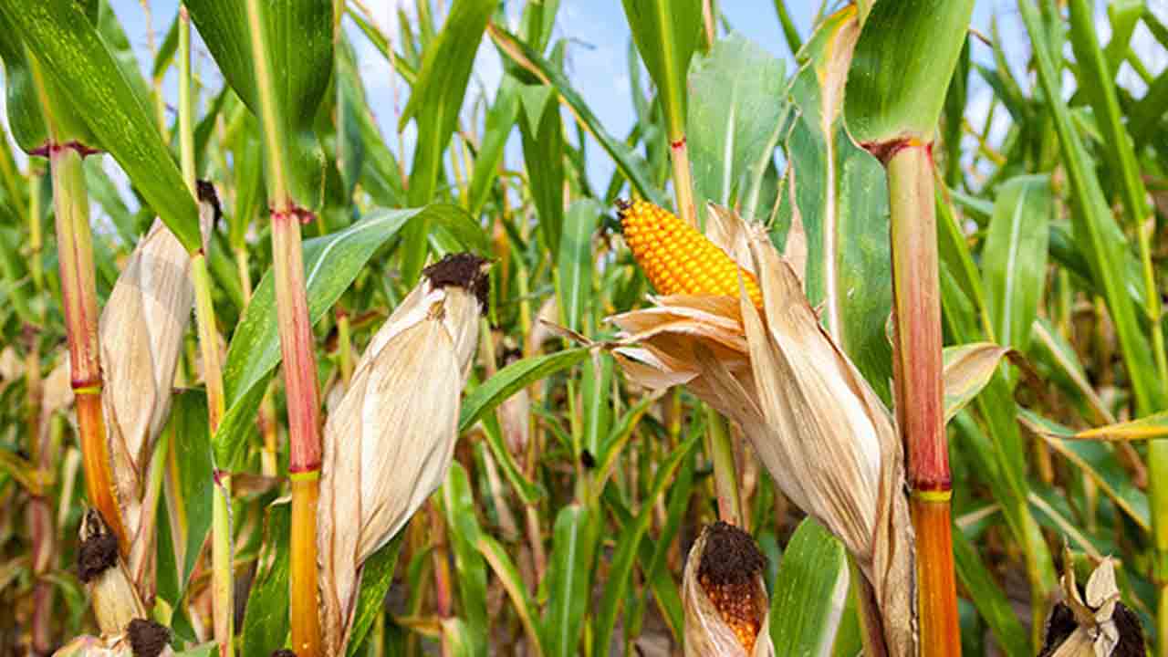 బహుళ వినియోగ పంటగా మక్కజొన్న.. మక్కజొన్న జర్మ్‌ప్లాజ్‌ డేలో శాస్త్రవేత్తలు