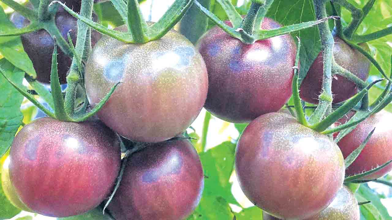 Black Tomato | మార్కెట్‌లోకి నల్ల టమాటాలు.. రుచి, ఆరోగ్యంలో కొత్త ట్రెండ్!