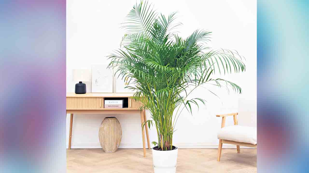 అరెకా.. అద్భుతః