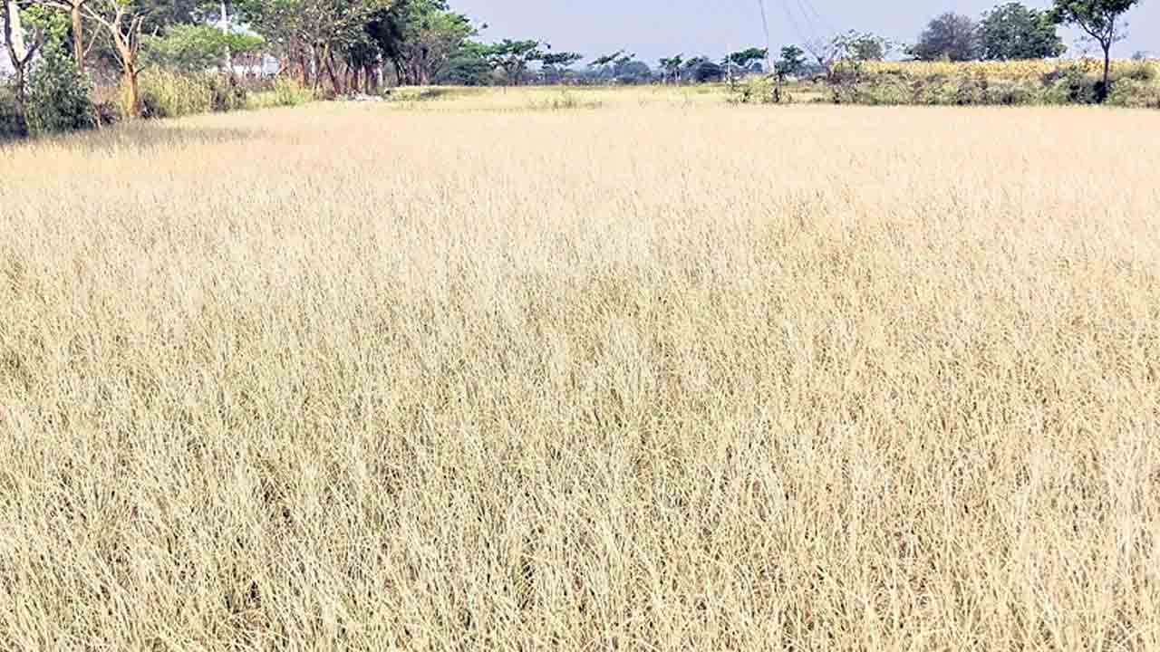 ఎండుతున్న పంటలు