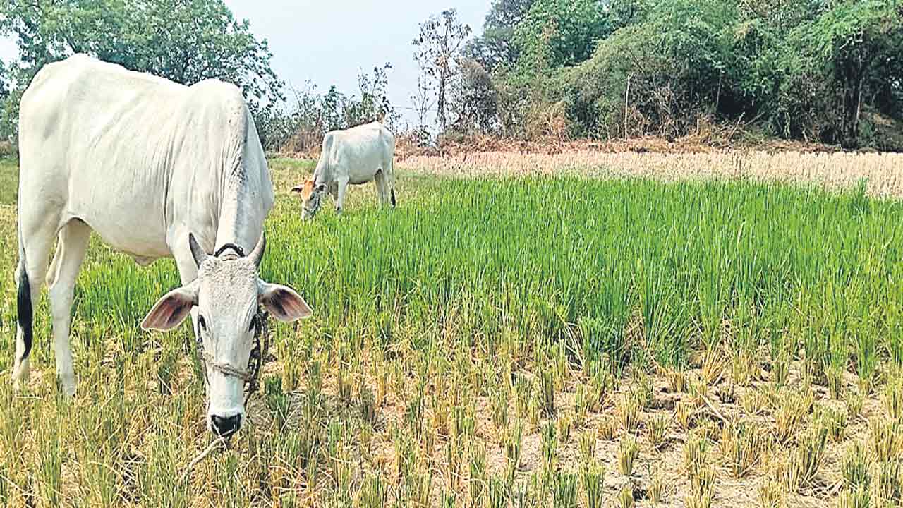 ఎండిన పంట పశువుల పాలు