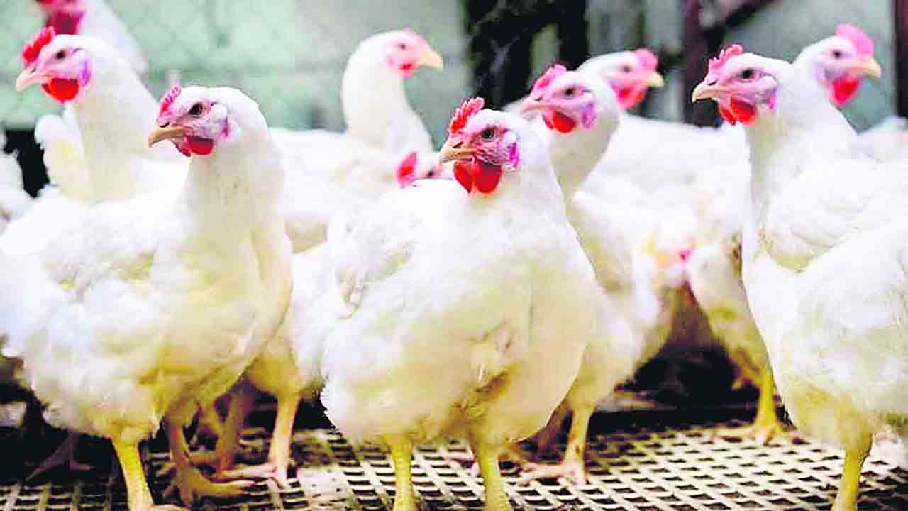 కొండెక్కిన కోడి!