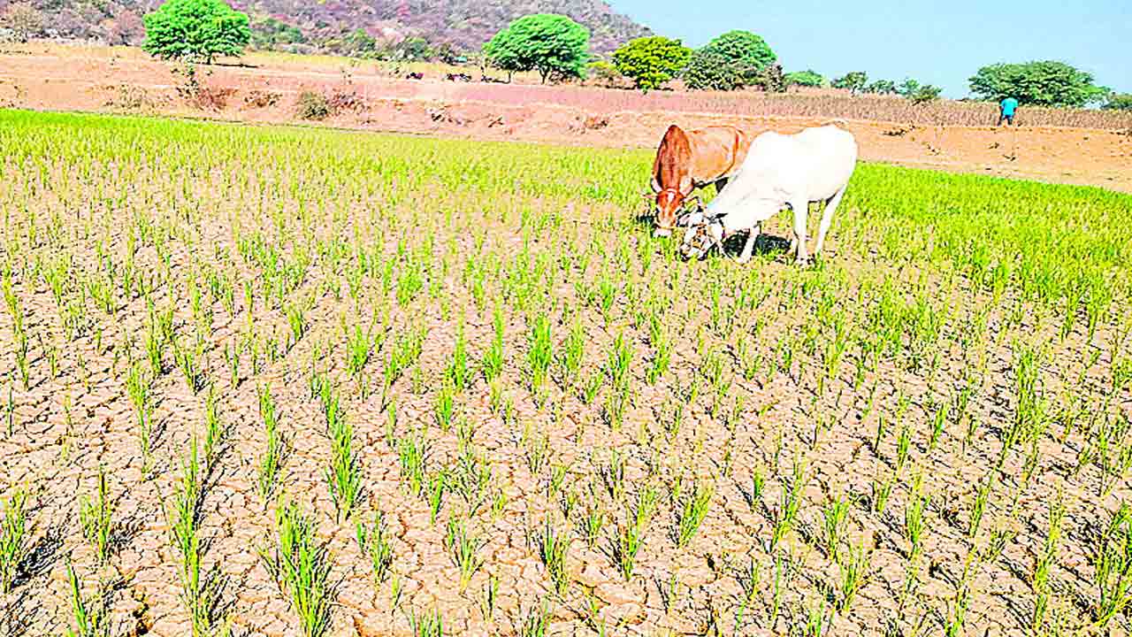 తురుముకొస్తున్న కరువు !