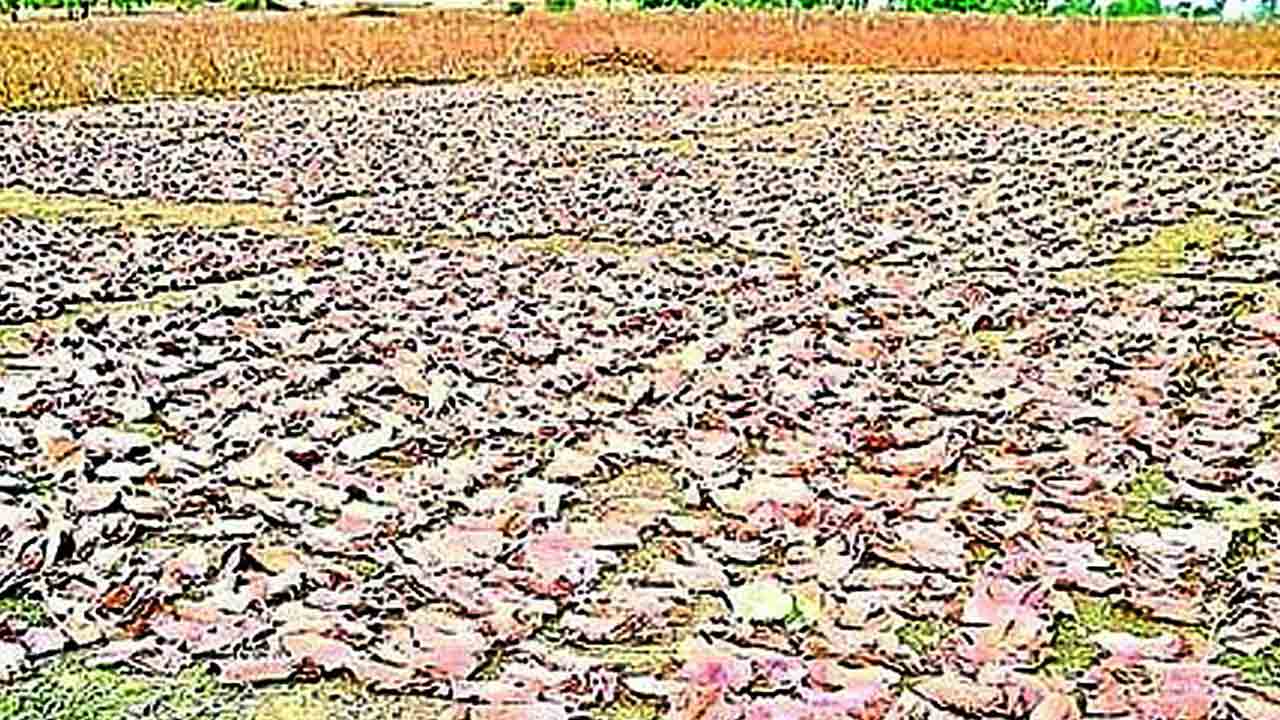 పర్యవేక్షణ లేక పక్కదారి!