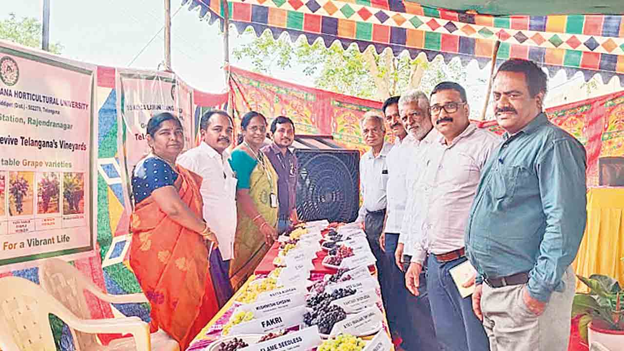 గ్రేప్స్‌ ఫెస్టివల్‌’కు సందర్శకుల తాకిడి