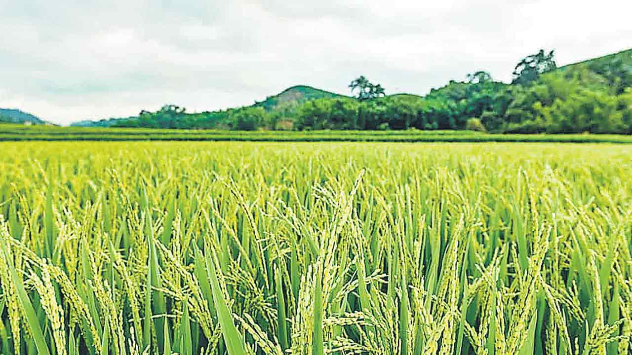 భరోసా ఒక్క ఎకరానికే!