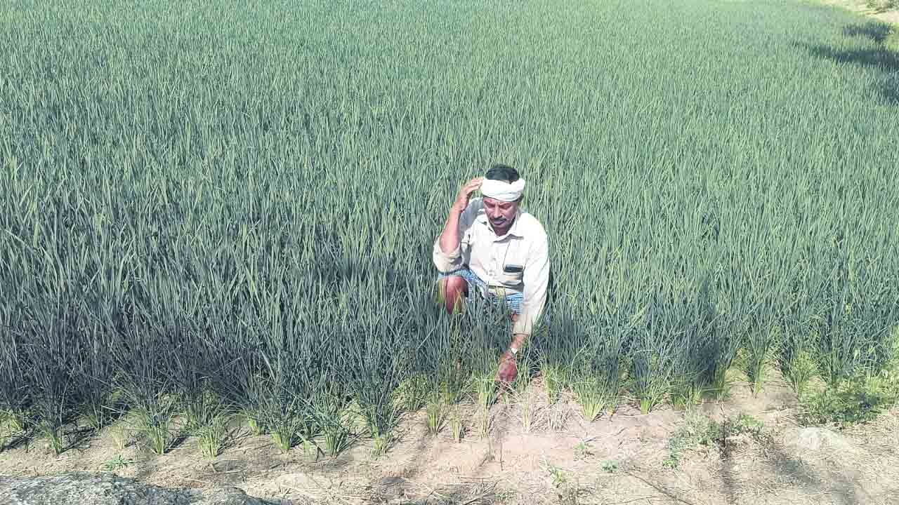 నమ్మి పంటలు వేస్తే నట్టేట