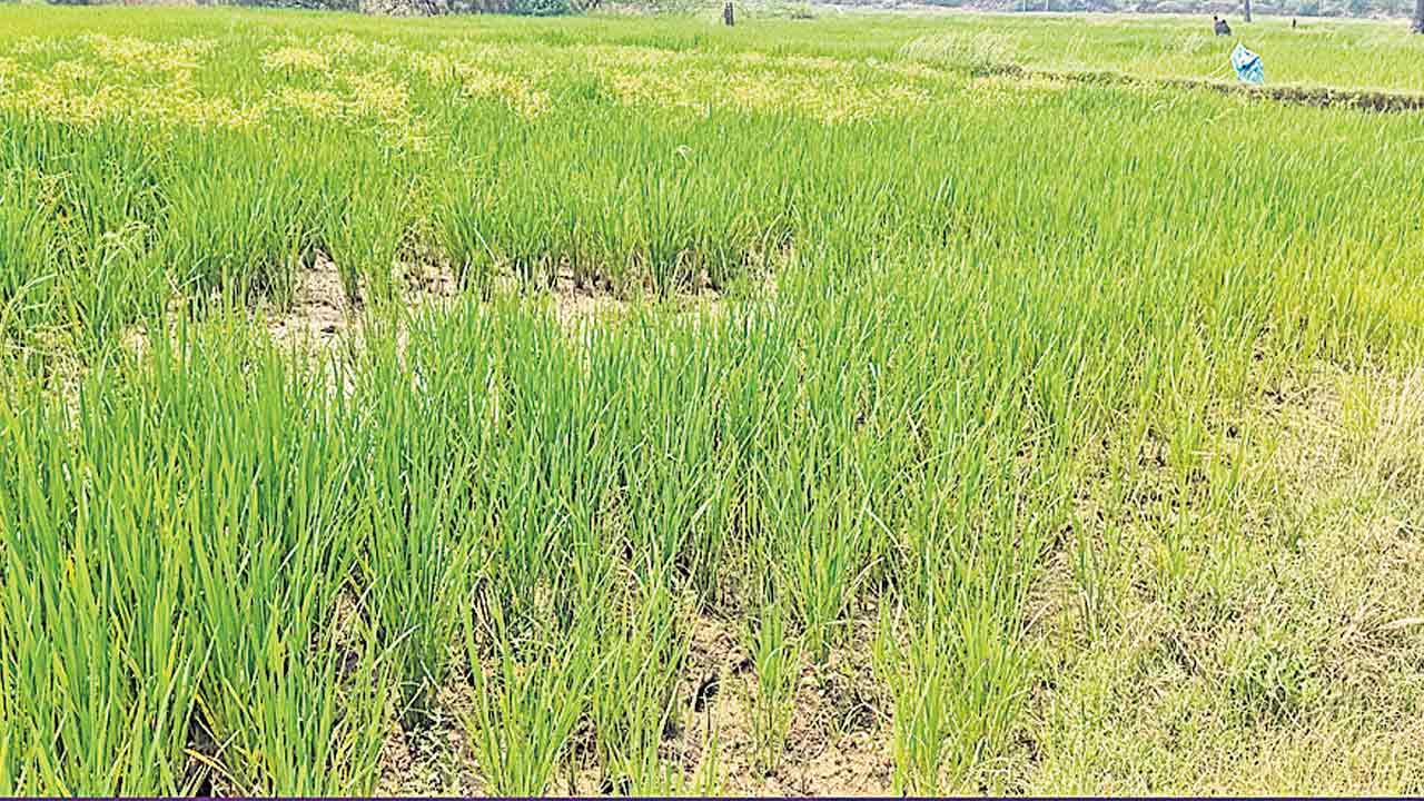 పొట్ట దశలో ఎండుతున్న పొలాలు