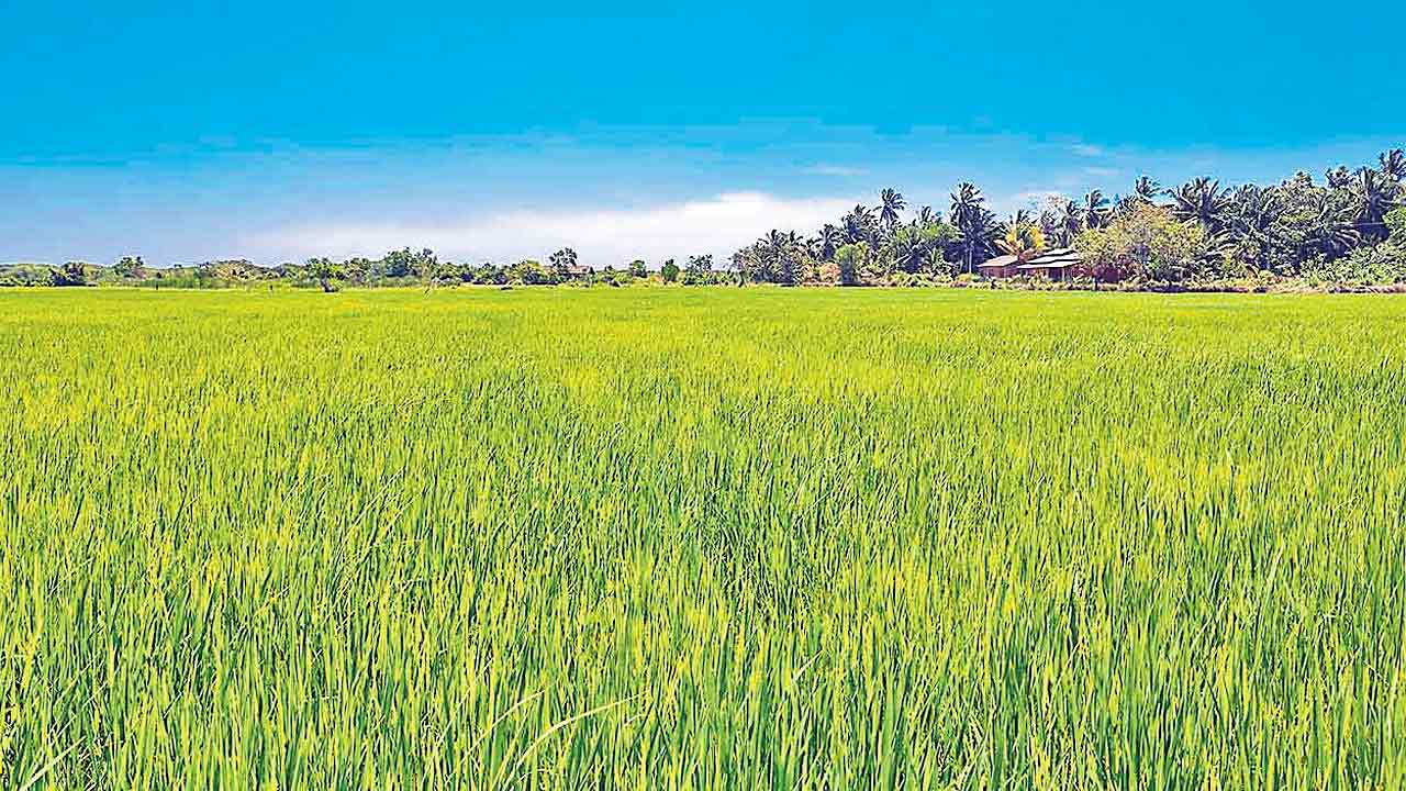 సాధారణ వరికి రూ.49 వేలు