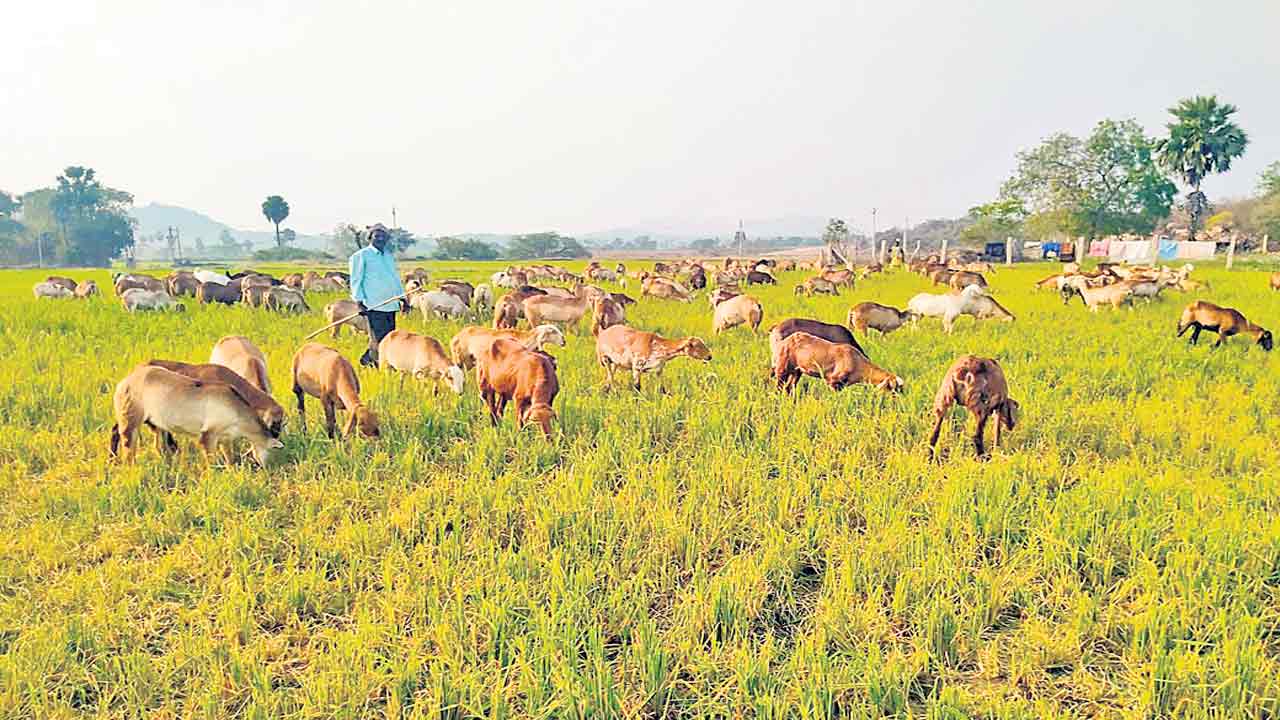 ఎండుతున్న ఎస్సారెస్పీ ఆయకట్టు