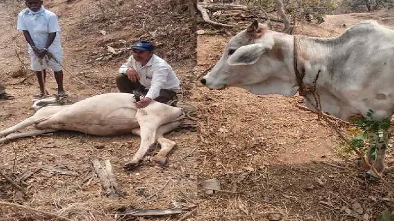 మోత్కురావుపేటలో పెద్దపులి కలకలం