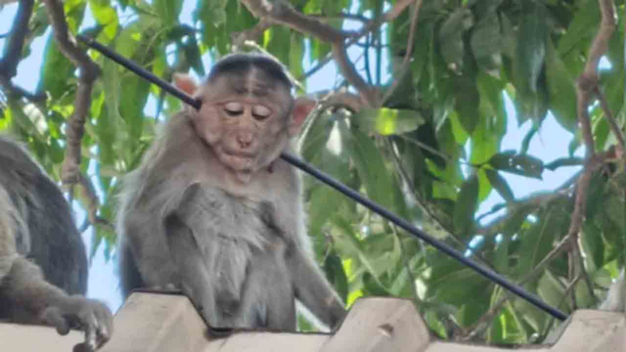 Arrow Pierces Monkey’s Neck | కోతి మెడలోకి దూసుకెళ్లిన బాణం.. నాలుగు రోజుల్లో రెండో దాడి