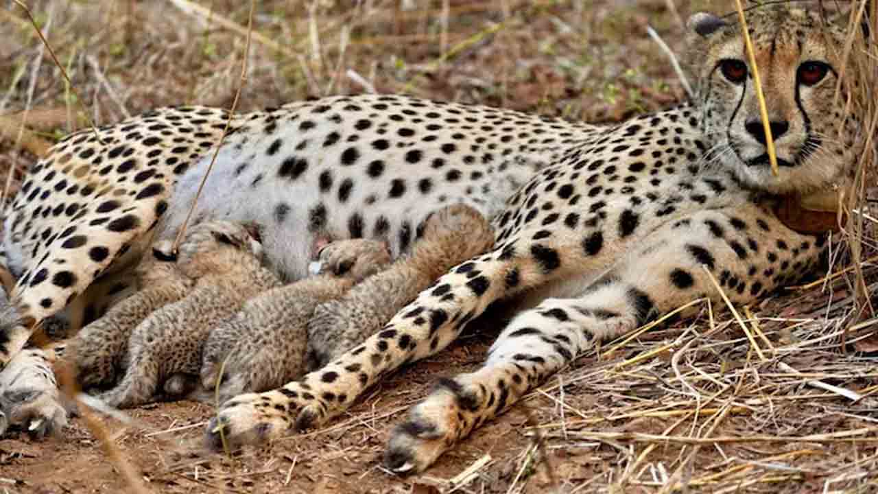 Cheetah Population | మరో ఐదు కూనలకు జన్మనిచ్చిన చిరుతపులి జ్వాల.. దేశంలో 50 దాటిన చిరుతల సంఖ్య